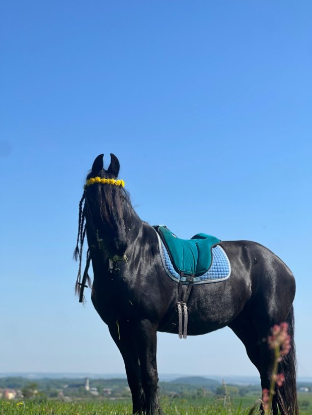 Dárkový poukaz Projížďka na koni